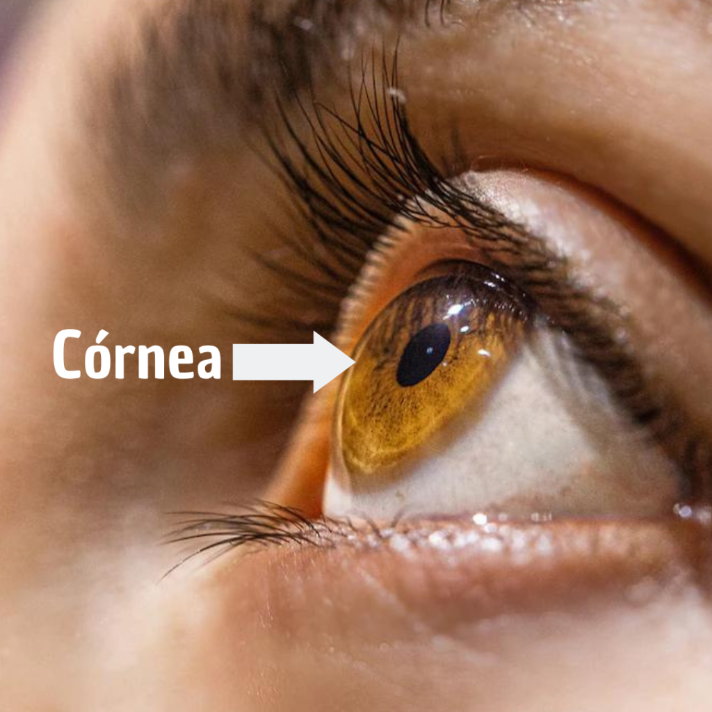 córnea ocular mujer